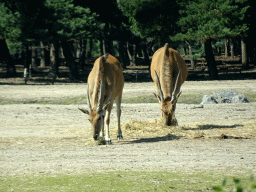 Common Elands at the Safaripark Beekse Bergen, viewed from the car during the Autosafari