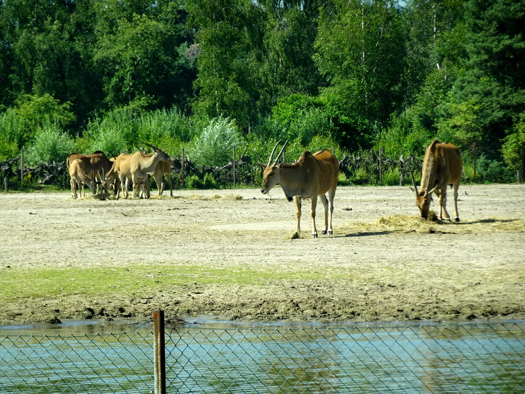 Common Elands at the Safaripark Beekse Bergen, viewed from the car during the Autosafari