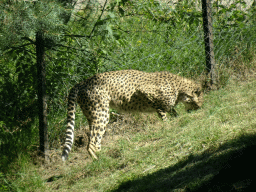 Cheetah at the Safaripark Beekse Bergen, viewed from the car during the Autosafari