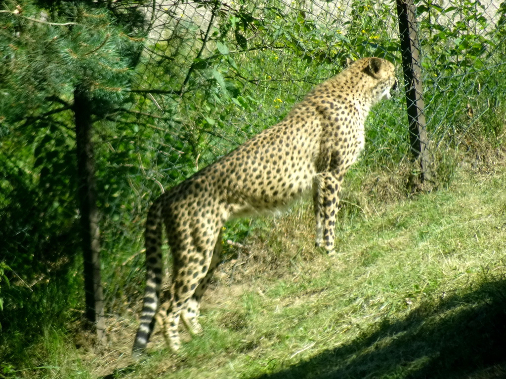 Cheetah at the Safaripark Beekse Bergen, viewed from the car during the Autosafari