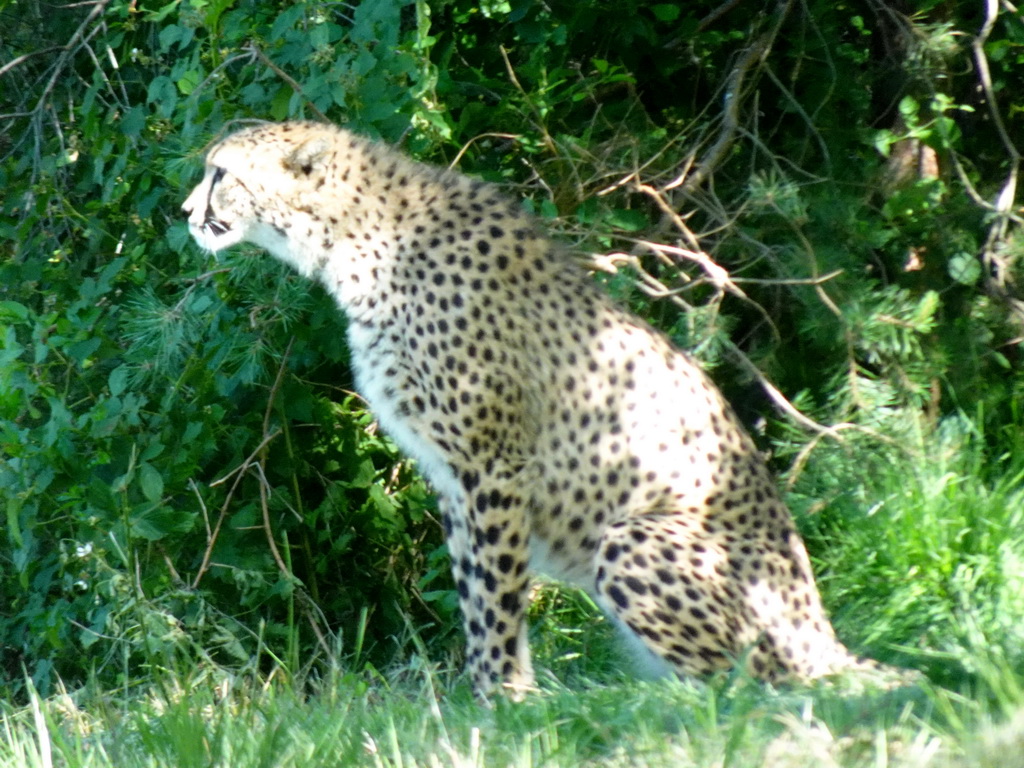 Cheetah at the Safaripark Beekse Bergen, viewed from the car during the Autosafari