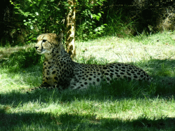 Cheetah at the Safaripark Beekse Bergen, viewed from the car during the Autosafari