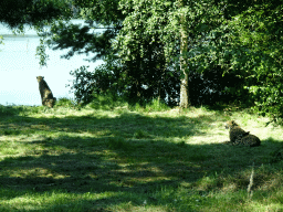 Cheetahs at the Safaripark Beekse Bergen, viewed from the car during the Autosafari