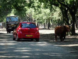 Safari bus, car and Highland Cattle at the Safaripark Beekse Bergen, viewed from the car during the Autosafari