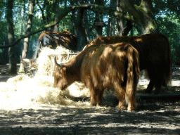 Highland Cattle at the Safaripark Beekse Bergen, viewed from the car during the Autosafari