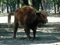 Highland Cattle at the Safaripark Beekse Bergen, viewed from the car during the Autosafari