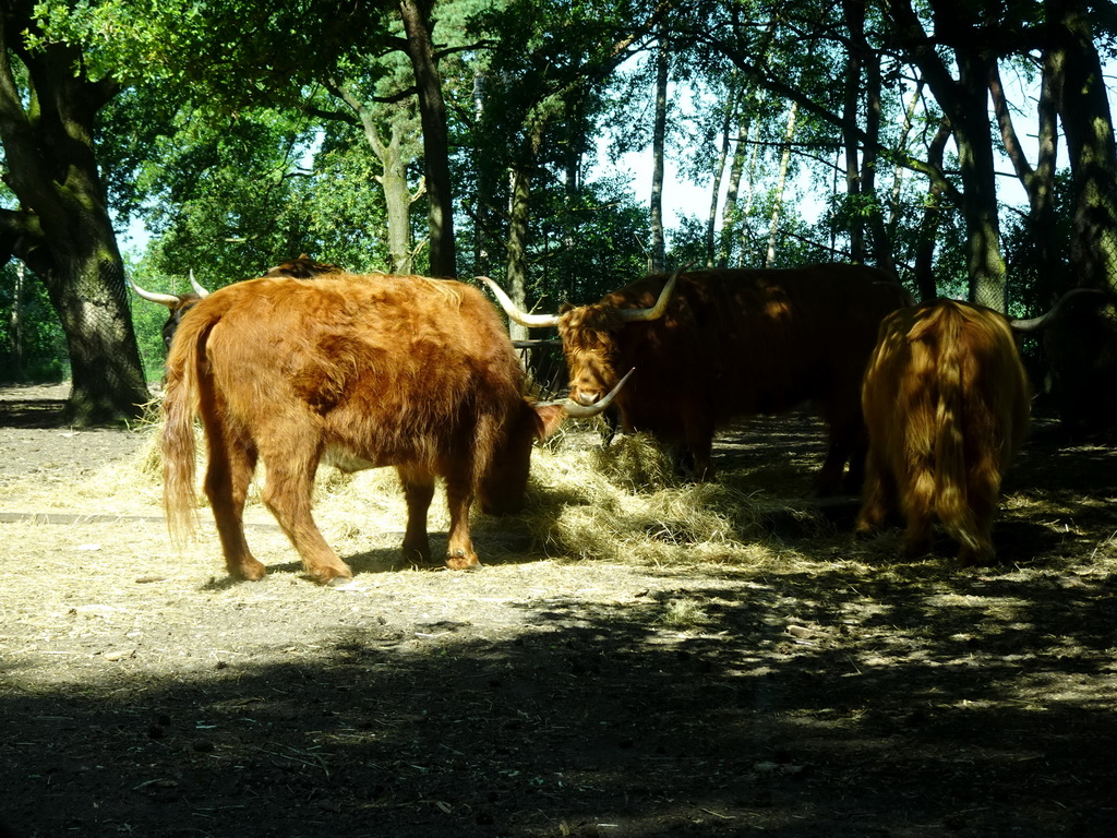 Highland Cattle at the Safaripark Beekse Bergen, viewed from the car during the Autosafari