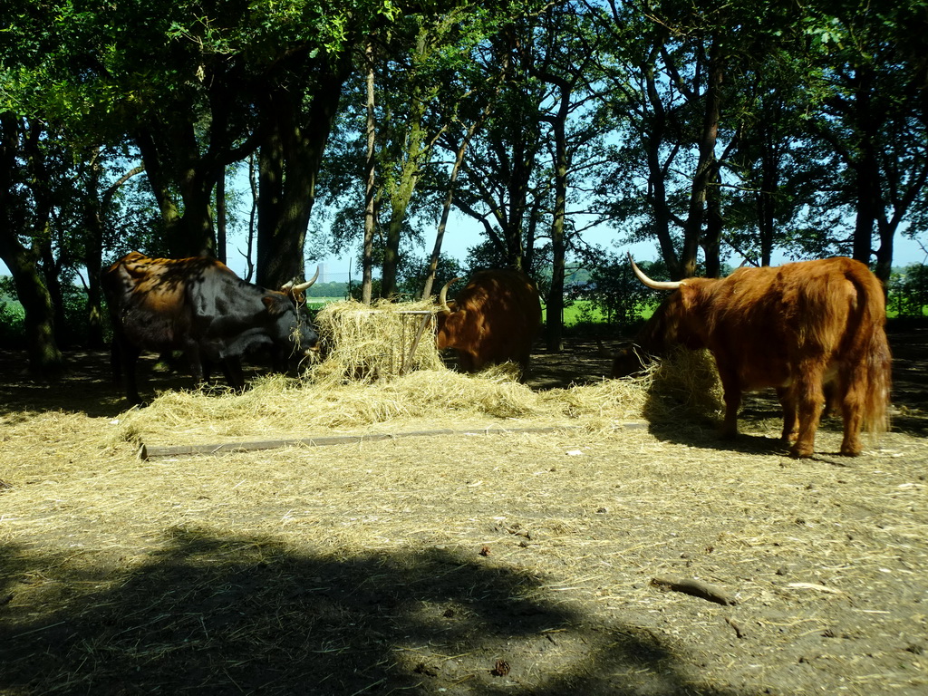 Highland Cattle at the Safaripark Beekse Bergen, viewed from the car during the Autosafari