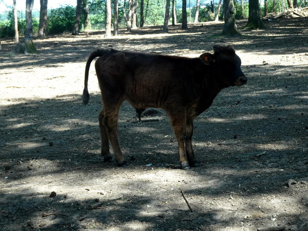 Young Highland Cattle at the Safaripark Beekse Bergen, viewed from the car during the Autosafari