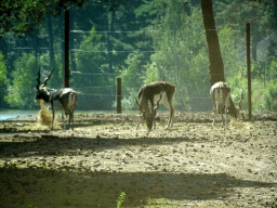Indian Antelopes at the Safaripark Beekse Bergen, viewed from the car during the Autosafari