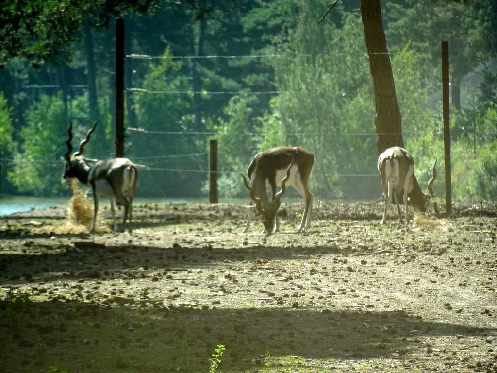 Indian Antelopes at the Safaripark Beekse Bergen, viewed from the car during the Autosafari