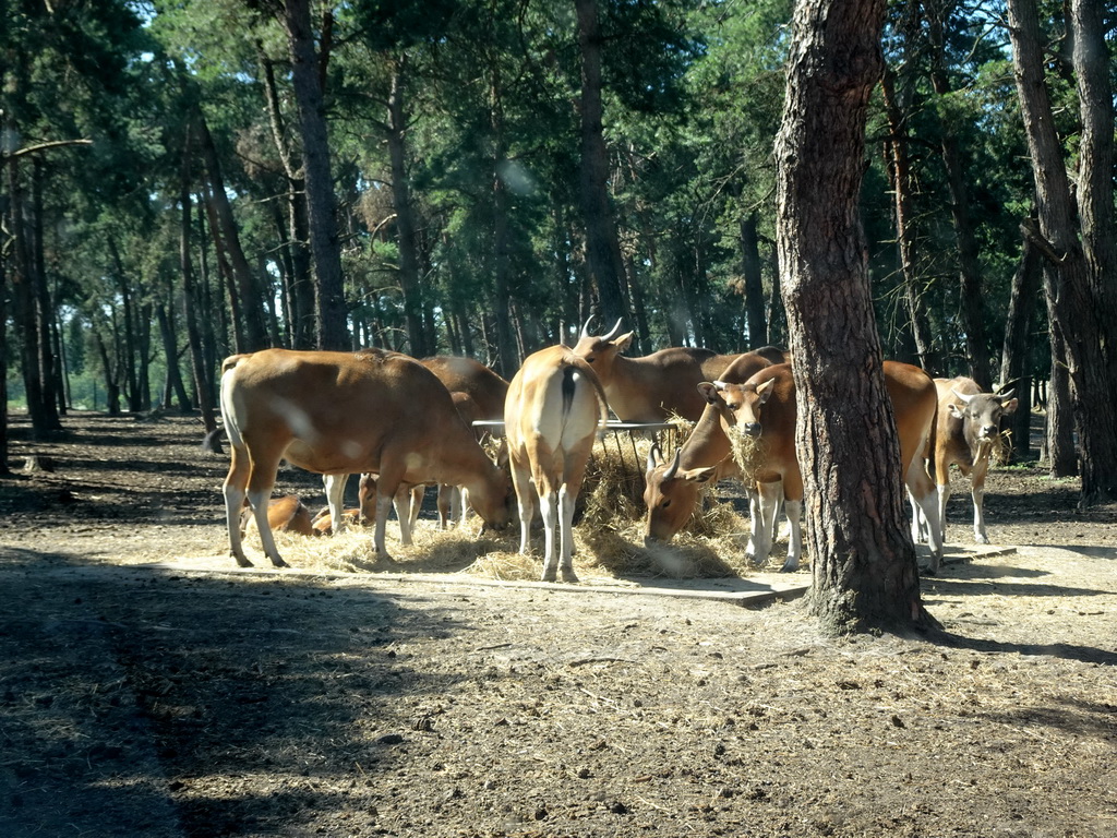 Bantengs at the Safaripark Beekse Bergen, viewed from the car during the Autosafari