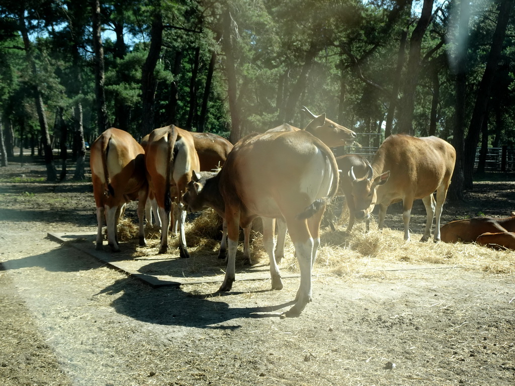 Bantengs at the Safaripark Beekse Bergen, viewed from the car during the Autosafari