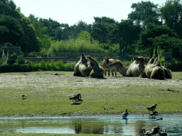 Camels and Przewalski`s Horse at the Safaripark Beekse Bergen, viewed from the car during the Autosafari