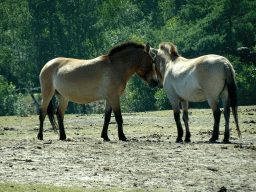 Przewalski`s Horses at the Safaripark Beekse Bergen, viewed from the car during the Autosafari