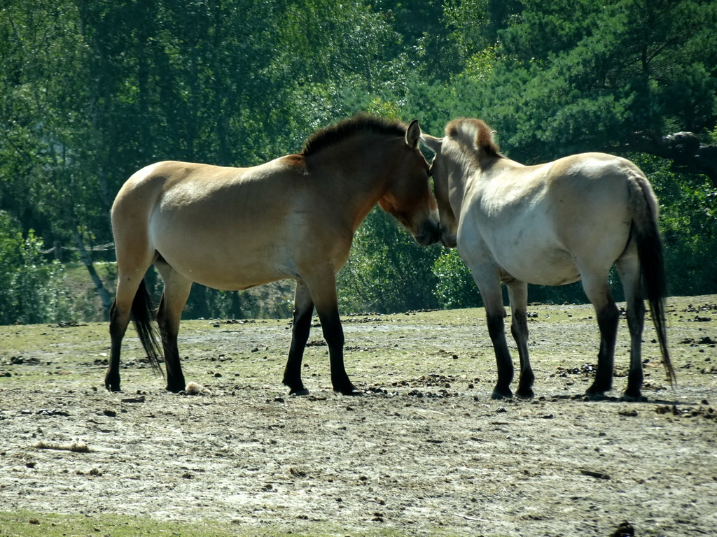 Przewalski`s Horses at the Safaripark Beekse Bergen, viewed from the car during the Autosafari