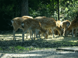 Sika Deer at the Safaripark Beekse Bergen, viewed from the car during the Autosafari
