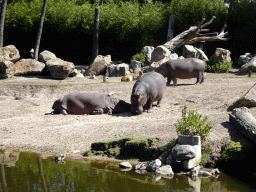 Hippopotamuses and Sitatungas at the Safaripark Beekse Bergen