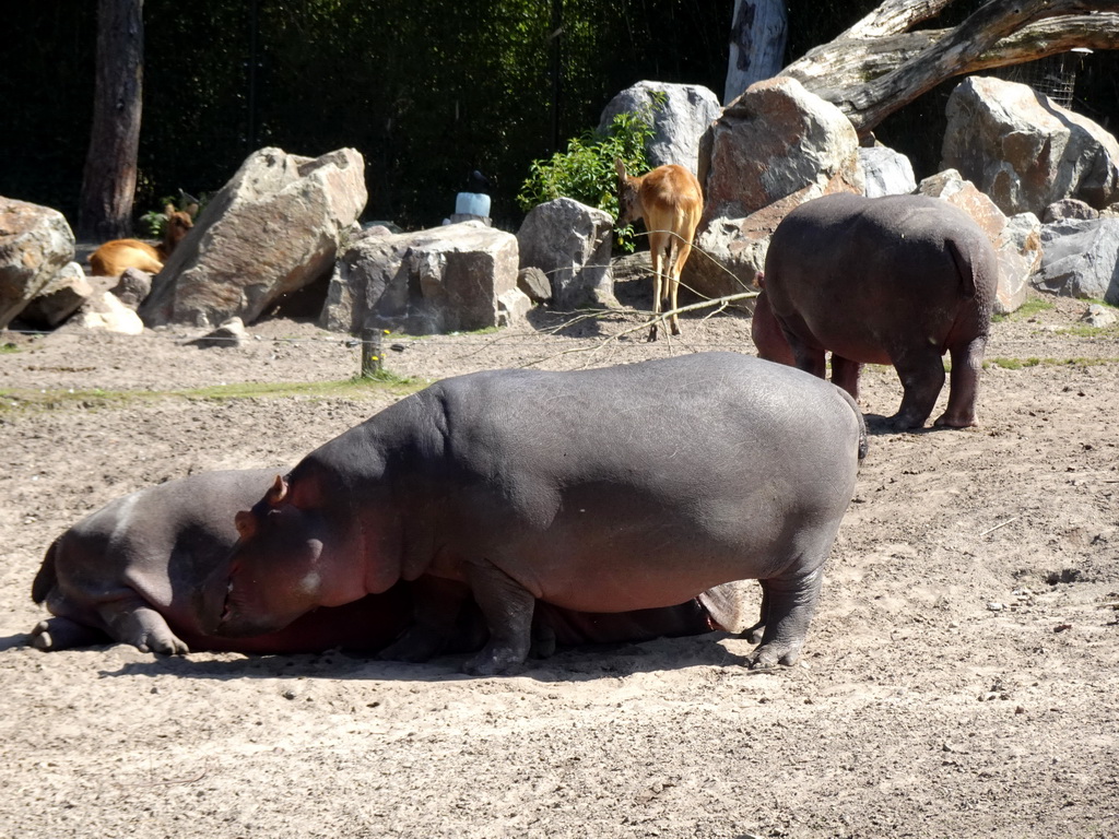 Hippopotamuses and Sitatungas at the Safaripark Beekse Bergen