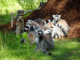 Ring-tailed Lemurs at the Safaripark Beekse Bergen