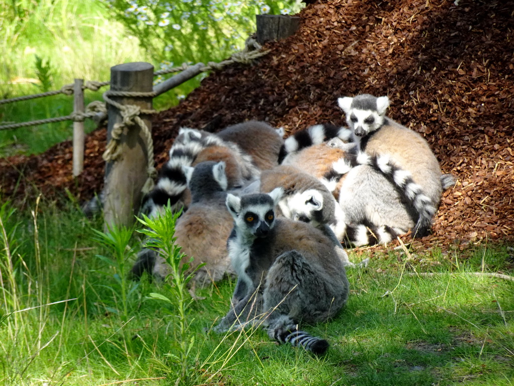 Ring-tailed Lemurs at the Safaripark Beekse Bergen