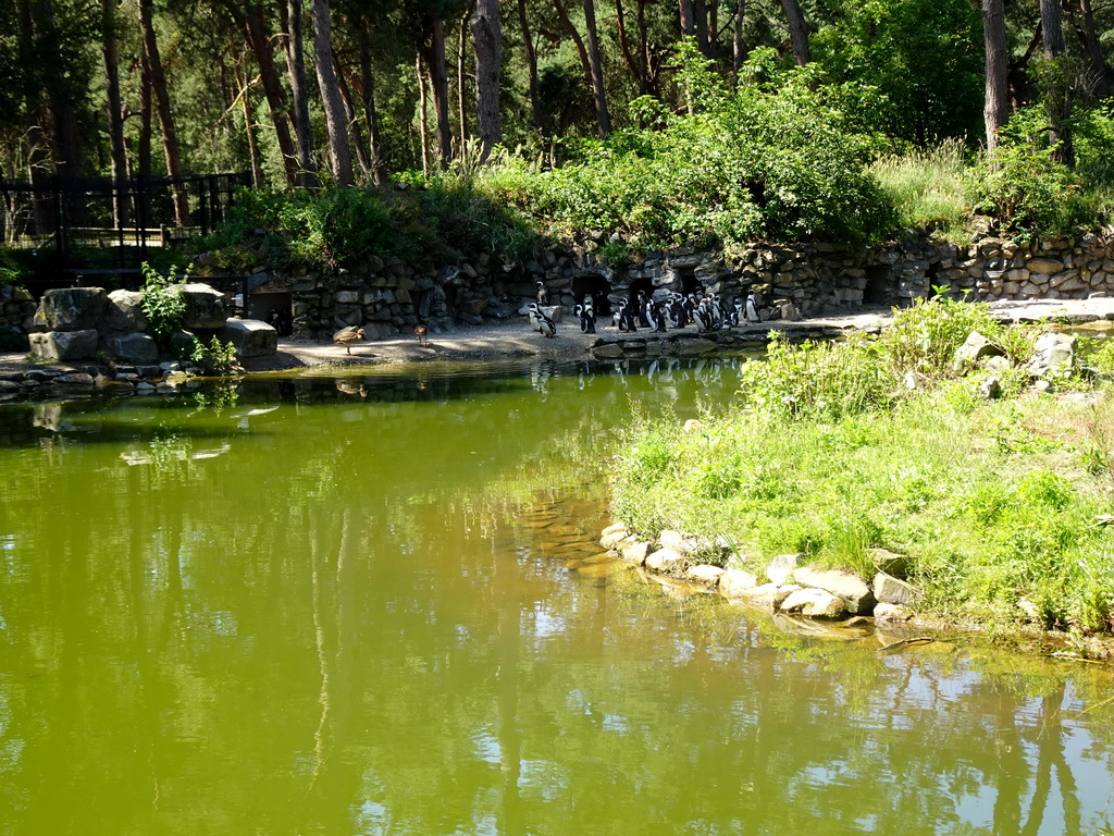 African Penguins at the Safaripark Beekse Bergen