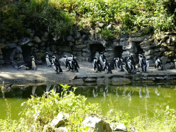 African Penguins at the Safaripark Beekse Bergen