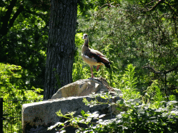 Duck at the Safaripark Beekse Bergen