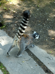 Ring-tailed Lemur at the Safaripark Beekse Bergen