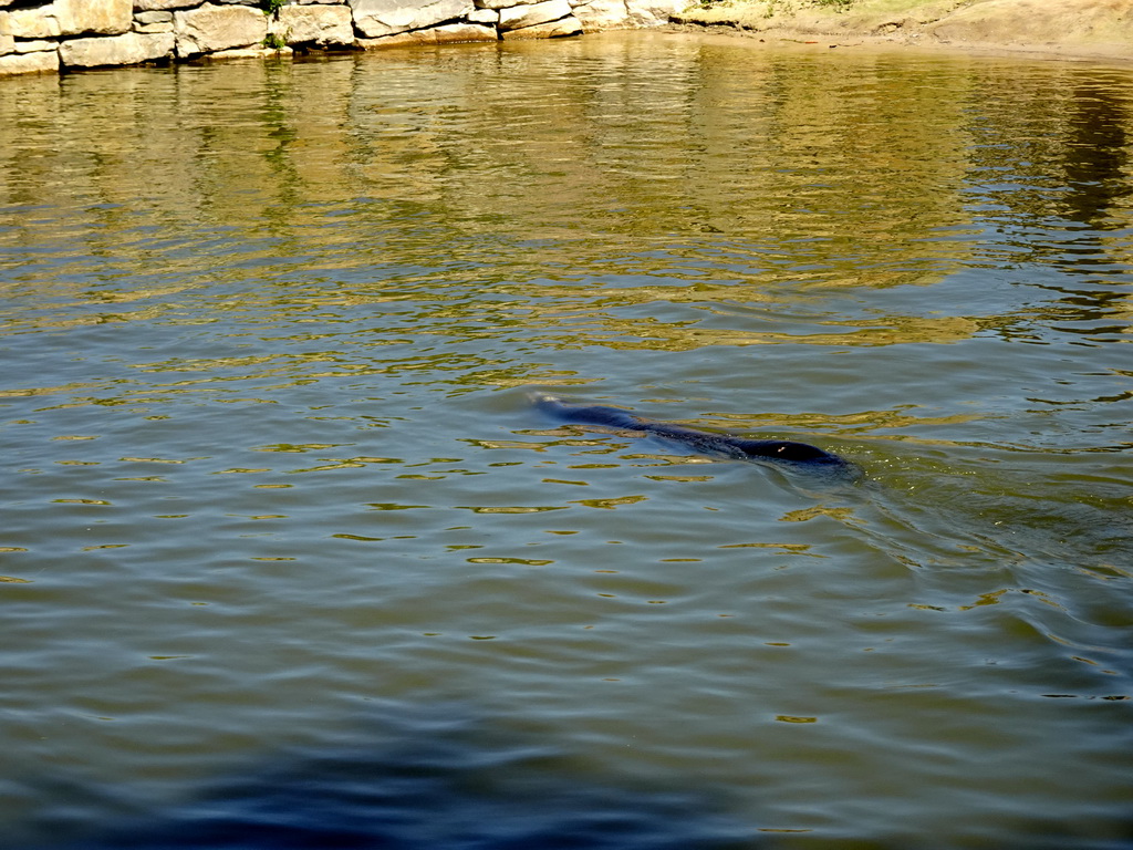 California Sea Lion at the Safaripark Beekse Bergen