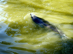 California Sea Lion at the Safaripark Beekse Bergen