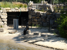 California Sea Lion at the Safaripark Beekse Bergen