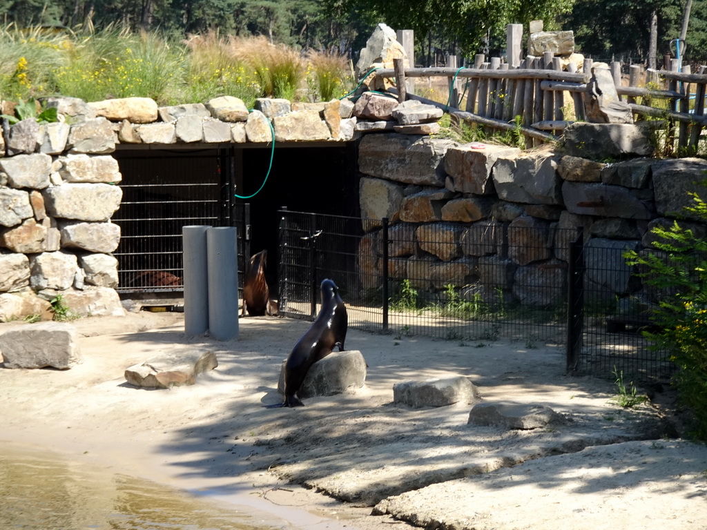 California Sea Lions at the Safaripark Beekse Bergen