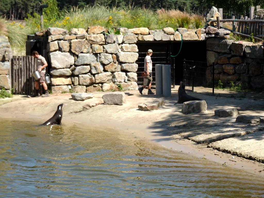 Zookeepers feeding California Sea Lions at the Safaripark Beekse Bergen