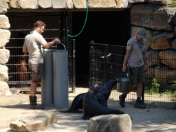 Zookeepers feeding California Sea Lions at the Safaripark Beekse Bergen