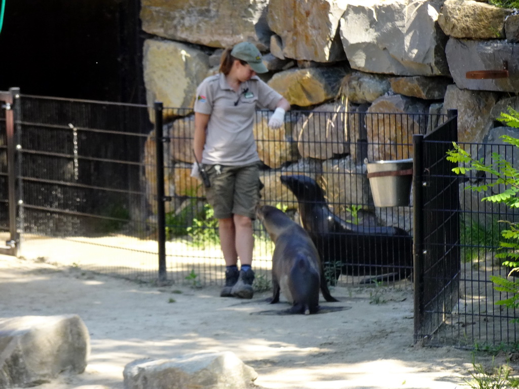 Zookeeper feeding California Sea Lions at the Safaripark Beekse Bergen