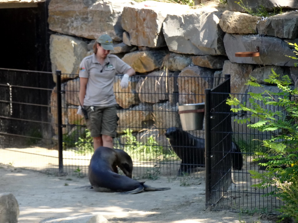 Zookeeper feeding California Sea Lions at the Safaripark Beekse Bergen