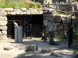 Zookeeper feeding California Sea Lions at the Safaripark Beekse Bergen