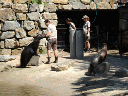 Zookeepers feeding California Sea Lions at the Safaripark Beekse Bergen