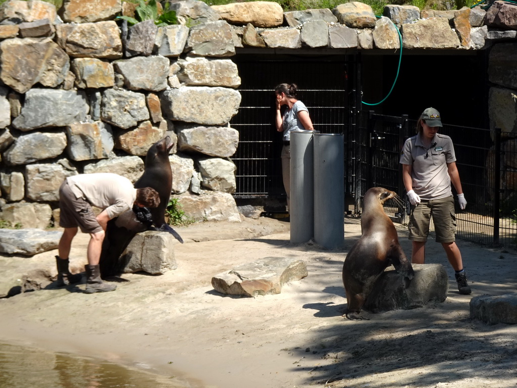 Zookeepers feeding California Sea Lions at the Safaripark Beekse Bergen