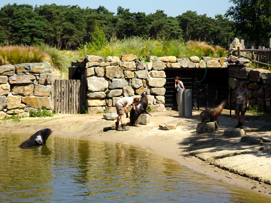 Zookeepers feeding California Sea Lions at the Safaripark Beekse Bergen