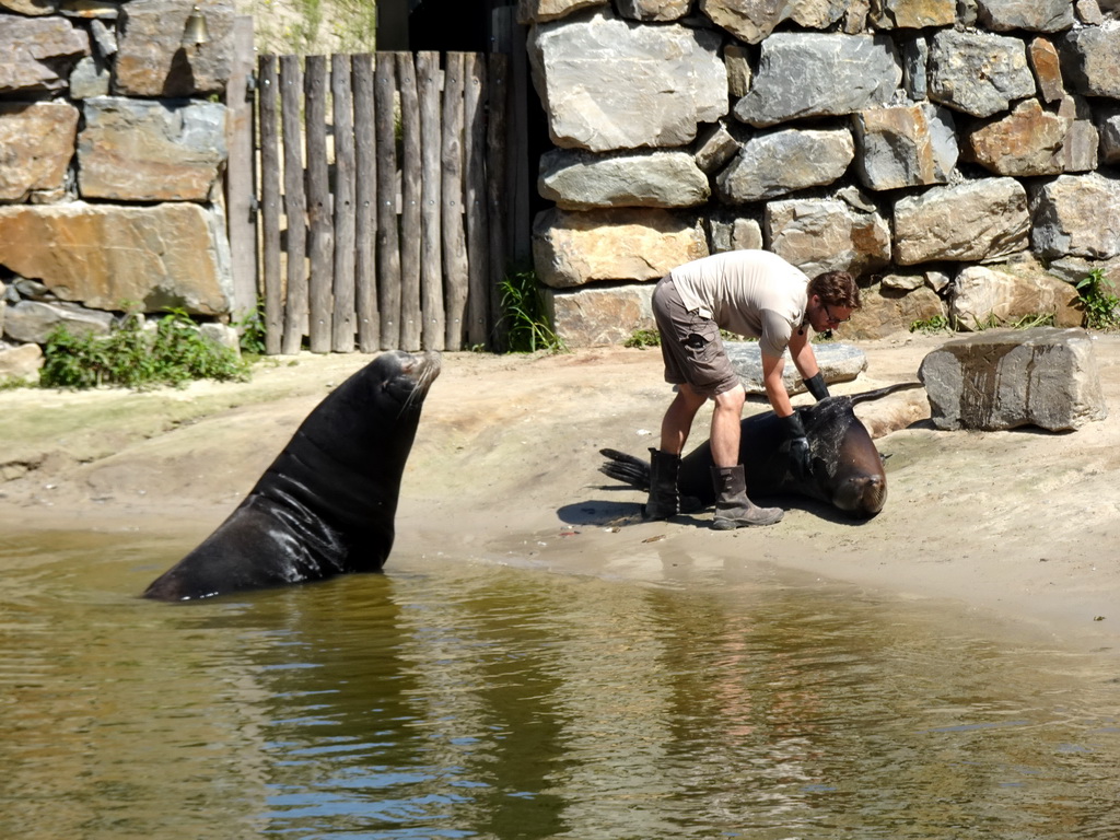 Zookeeper feeding California Sea Lions at the Safaripark Beekse Bergen