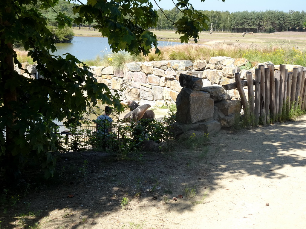 Zookeeper feeding California Sea Lions at the Safaripark Beekse Bergen