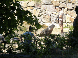 Zookeepers feeding California Sea Lions at the Safaripark Beekse Bergen