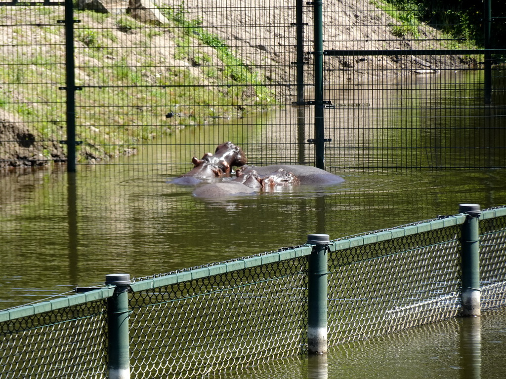 Hippopotamuses at the Safaripark Beekse Bergen, viewed from the Kongo restaurant