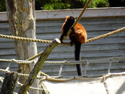 Red Ruffed Lemur at the Safaripark Beekse Bergen, viewed from the Kongo restaurant