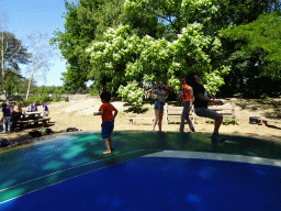 Max at the trampoline at the playground near the Kongo restaurant at the Safaripark Beekse Bergen