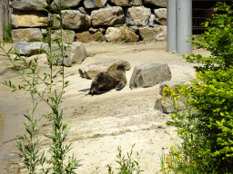 California Sea Lion at the Safaripark Beekse Bergen