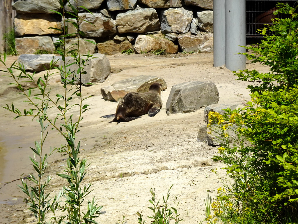 California Sea Lion at the Safaripark Beekse Bergen