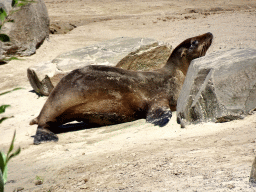 California Sea Lion at the Safaripark Beekse Bergen